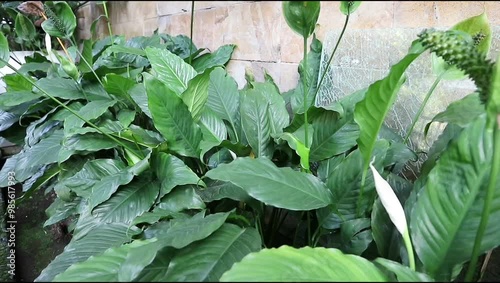 Greenery of the ornamental plant Spathiphyllum. a heat-loving plant. Peace lily flower in the garden. photo