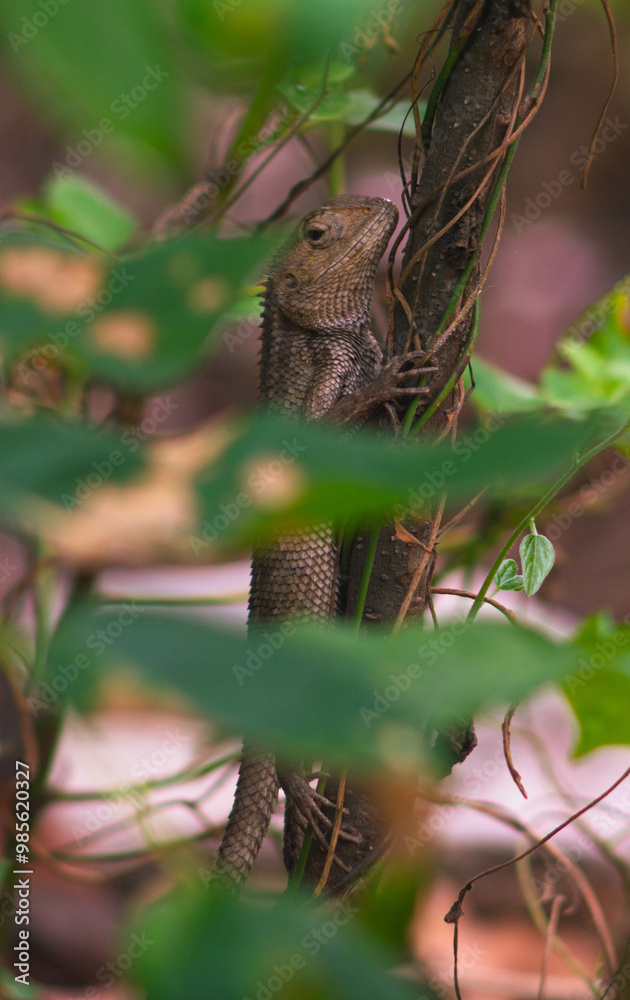 chameleons or wild calotes. Invasive animals that live and thrive in Indonesia. chameleons or wild calotes. Invasive animals that live and thrive in Indonesia.