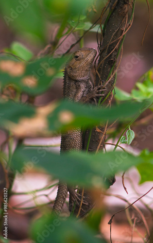 chameleons or wild calotes. Invasive animals that live and thrive in Indonesia.