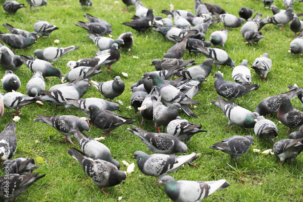 Fototapeta premium Feeding pigeons with pieces of bread on a green grass lawn. Large group of pigeons gathered, creating a flock. Birds eagerly pecking at crumbs. Public city park animals. Throwing bread pieces on grass