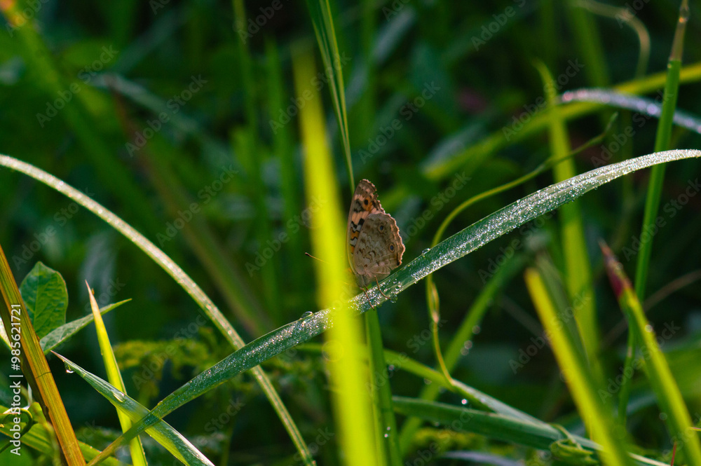 A black butterfly with the scientific name Hypolimnas bolina perched on a flower A black butterfly with the scientific name Hypolimnas bolina perched on a flower