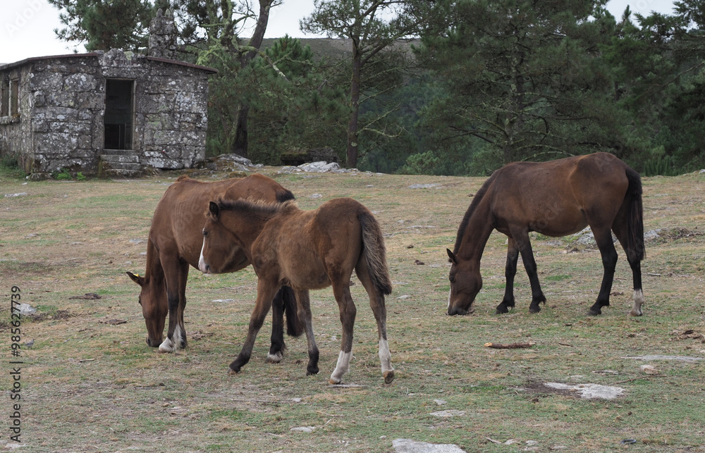 Obraz premium Caballos