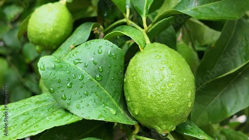 Plano corto close up de limones con gotas de rocío, en las ramas de un limonero con hojas verdes moviéndose por el viento, concepto de frescura, alimentación sana y naturaleza