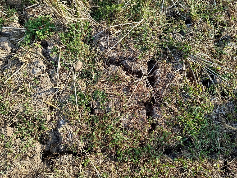 High resolution image showing dry, cracked soil surrounded by Green grass due to a long dry season High resolution image showing dry, cracked soil surrounded by Green grass due to a long dry season