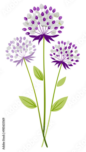 Illustration of Allium Flower, Stunning Allium Flower Vector Illustration - Exquisite White Globe with Radiating Petals, Perfect for Landscaping and Decorative Themes
