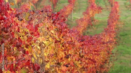 Autumn foliage on the hills of Lambrusco wine red yellow orange color among the vineyards photo