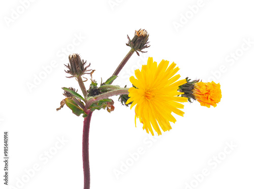 Hawkweed oxtongue plant isolated on white background, Picris hieracioides