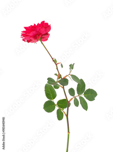 Red memorial rose isolated on white background, Rosa lucieae photo