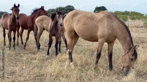Un caballo en primer plano junto a otros caballos pastando en el campo en libertad