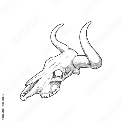 Longhorn cow skull hand drawn vintage illustration. Wild west symbol design element vector.