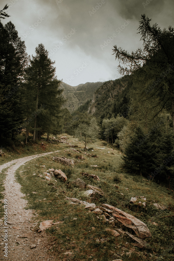 Obraz premium pianta sul sentiero