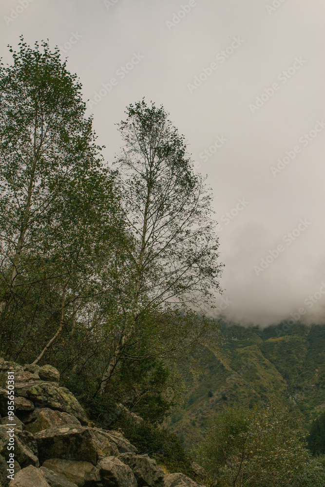 Obraz premium albero tra le rocce