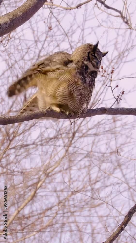 Owl on a branch Owl on a branch