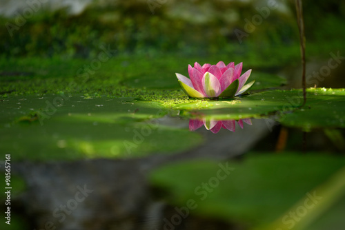 Obraz na plátně Pink and yellow waterlily blooming on a pond