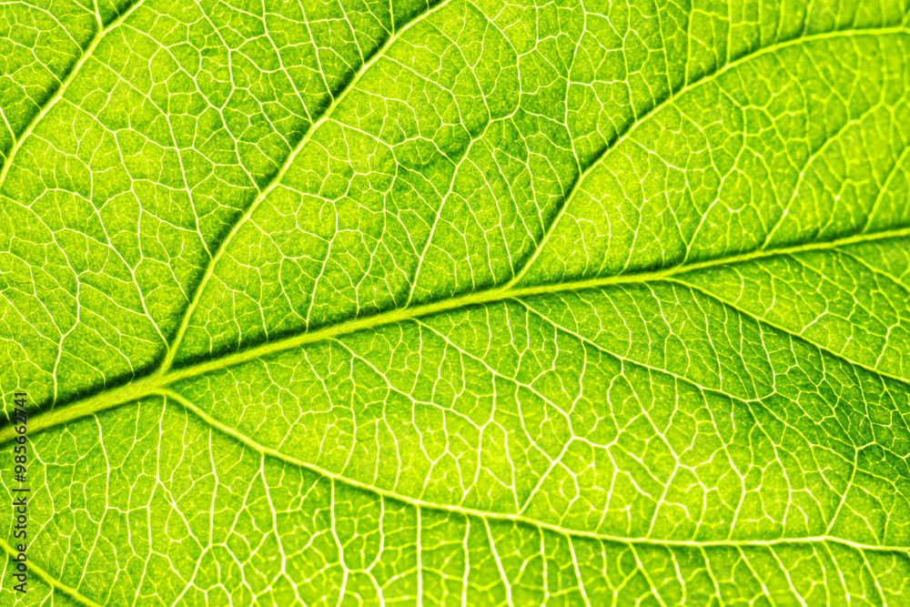 Macro shot of a leaf. Foliage nature background. Macro shot of a leaf. Foliage nature background.