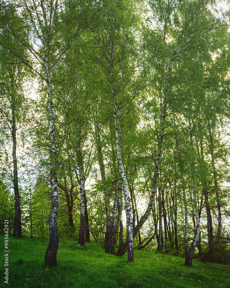 Fototapeta premium Grove of birches with young green leaves at sunset or sunrise in spring or summer. Vintage film aesthetic.