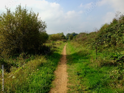 Dirt Pathway Through Lush Greenery on a Cloudy Day