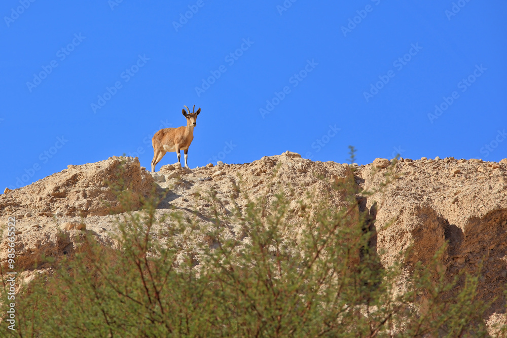 Wild mountain goat on the ancient mountains Wild mountain goat on the ancient mountains