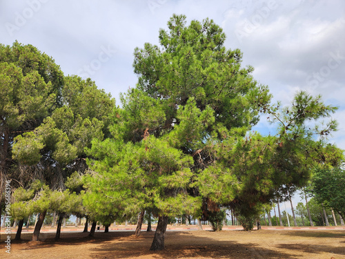 A Turkish pine (Pinus brutia) tree a city park in Mediterranean nature photo