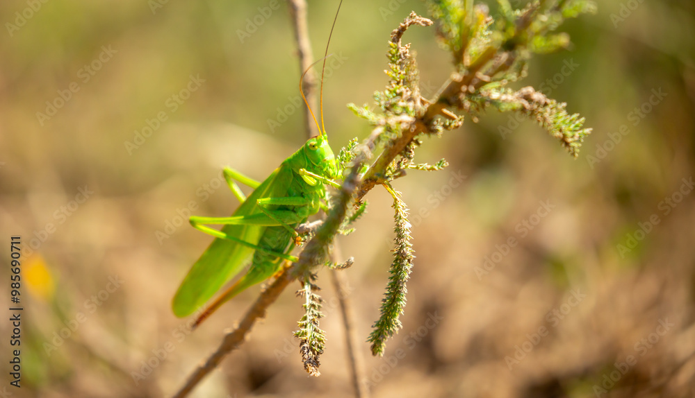 A green grasshopper sits in the grass on a bush. Great marsh grasshopper Stethophyma grossum, an endangered insect typical of wet meadows and marshes. A green grasshopper sits in the grass on a bush. Great marsh grasshopper Stethophyma grossum, an endangered insect typical of wet meadows and marshes.