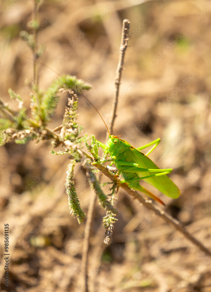 A green grasshopper sits in the grass on a bush. Great marsh grasshopper Stethophyma grossum, an endangered insect typical of wet meadows and marshes. A green grasshopper sits in the grass on a bush. Great marsh grasshopper Stethophyma grossum, an endangered insect typical of wet meadows and marshes.