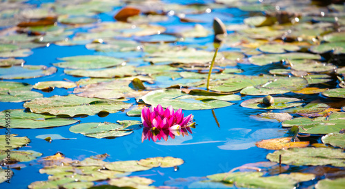 Lotus pond. Water lily close up. Sacred lotus flower in Buddhism. Calmness and tranquility. Spa treatments, yoga, meditation. Tropical nature.