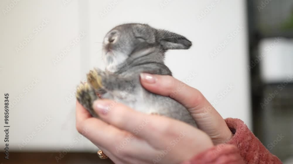 rabbits. small rabbits in the household. breeding rabbits