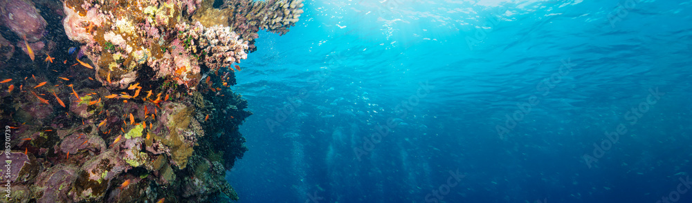Obraz premium Underwater Tropical Corals Reef with colorful sea fish. Marine life sea world. Tropical colourful underwater seascape.