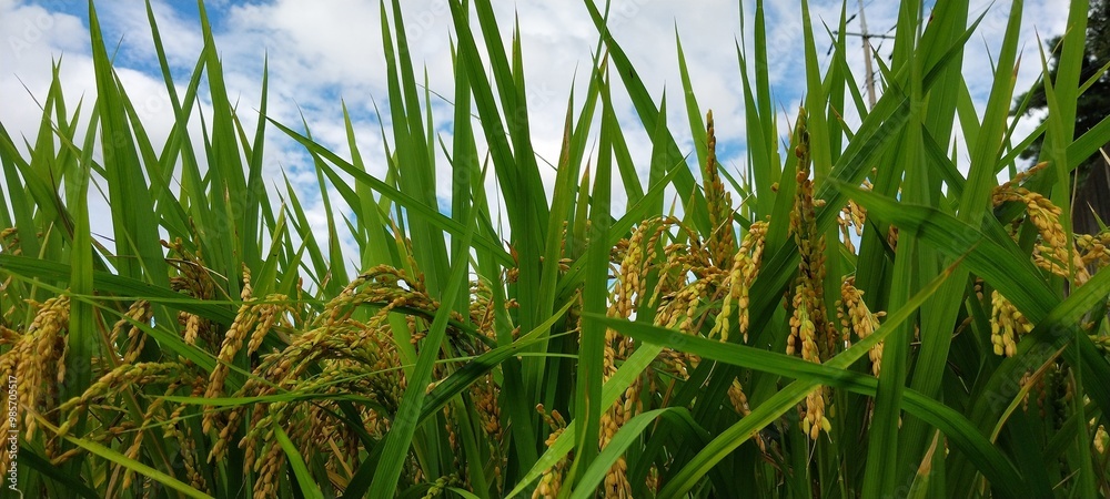 Fototapeta premium Autumn Rice