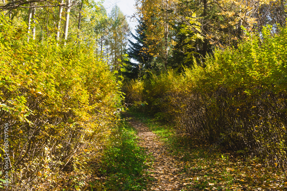 Obraz premium A path in a neglected autumn park. A forest path strewn with autumn leaves