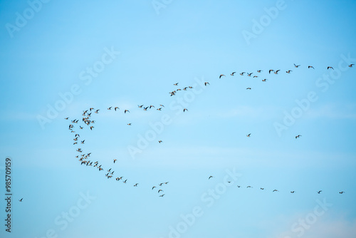 A flock of birds flies in the blue sky. Awakening of nature in spring, free flight. A flock of small birds in flight against a blue sky with clouds.