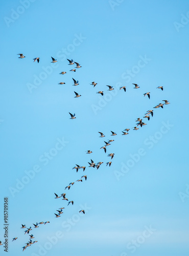 A flock of birds flies in the blue sky. Awakening of nature in spring, free flight. A flock of small birds in flight against a blue sky with clouds.