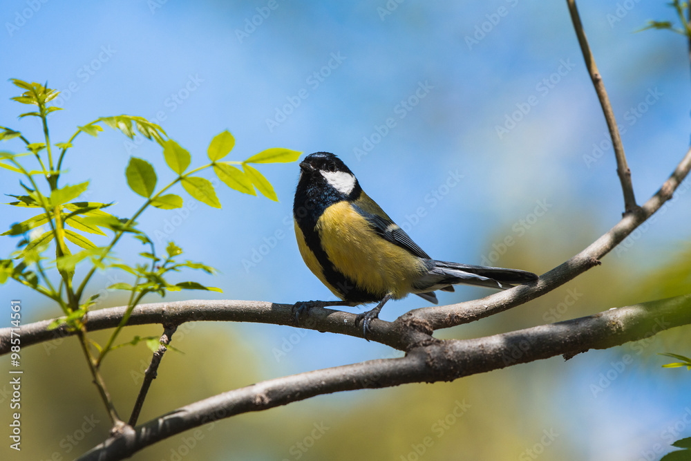 Obraz premium A small bird with a black cap perched on a branch.