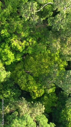 Vertical aerial view footage directly above lush rain forest trees at Malaysia. Untouched jungle, view of the tree tops. Habitat for wild animals and endangered animal species. Dense tropical forest.