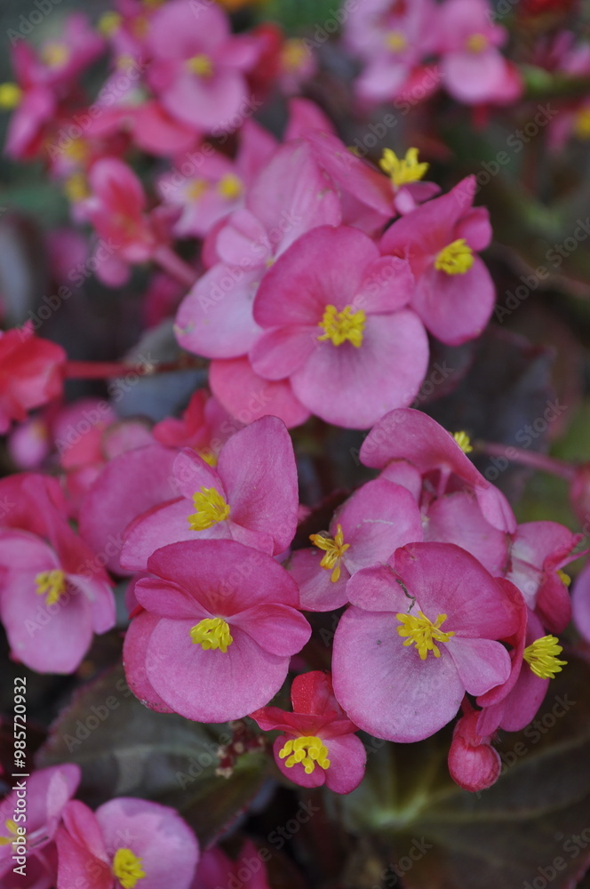Flower Bed with Pink Begonias