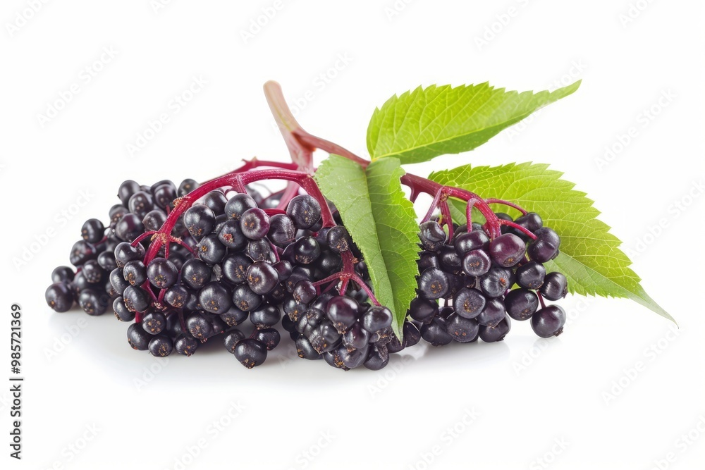 A fresh elderberry isolated on white A fresh elderberry isolated on white