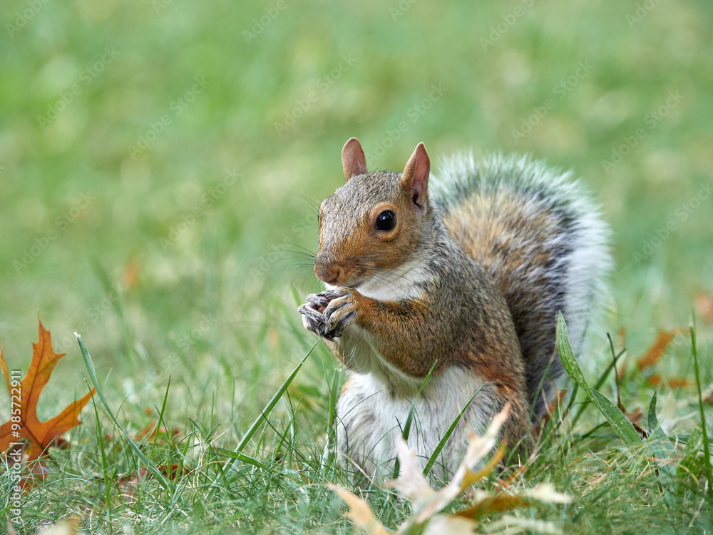 Grey Squirrel in a park. Sciurus carolinensis Grey Squirrel in a park. Sciurus carolinensis