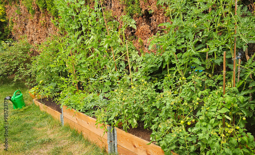 Raised garden bed with fresh organic food. Growing tomatoes, cucumber, vegetables and herbs in raised beds. Plants growing in a backyard raised garden box. Urban garden.