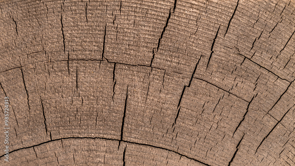 Fototapeta premium Cross section of tree trunk background. Old wood texture of tree rings. Cut slice of wooden stump. Textured surface with rings and cracks. Background made of hardwood from the forest.