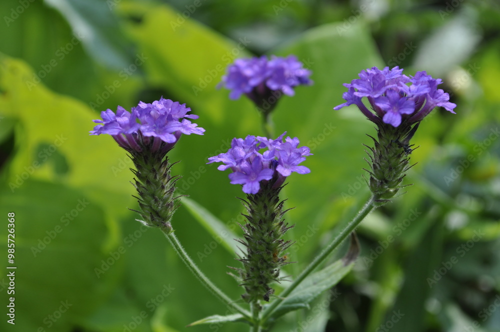 Vibrant Verbena Plant with Clusters of Colorful Blooms Vibrant Verbena Plant with Clusters of Colorful Blooms