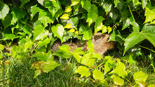 A hedgehog in the garden is hiding under the leaves