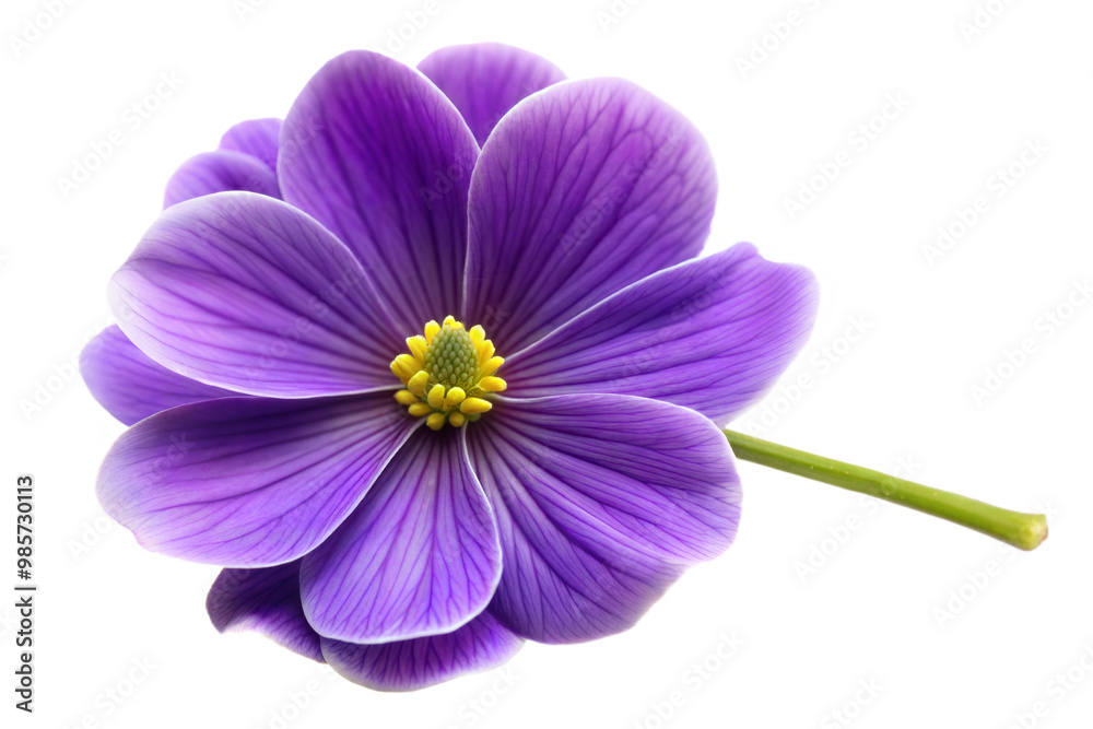 Violet Flower Isolated on White Background