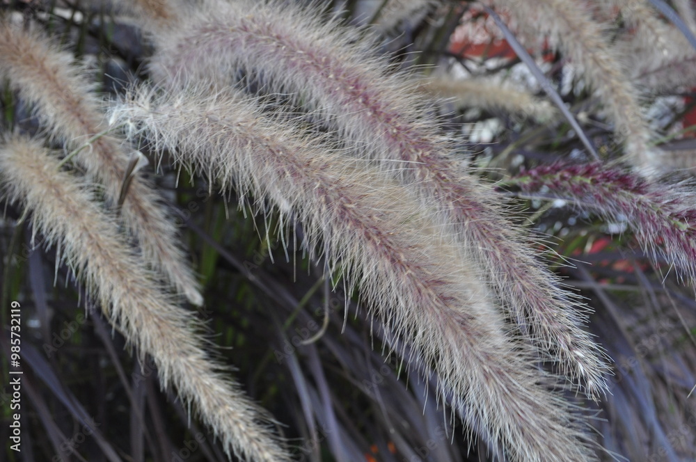 Pennisetum setaceum 'Rubrum' Beautiful Seedling Pennisetum setaceum 'Rubrum' Beautiful Seedling