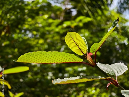 kratom leaves in tropical nature borneo photo