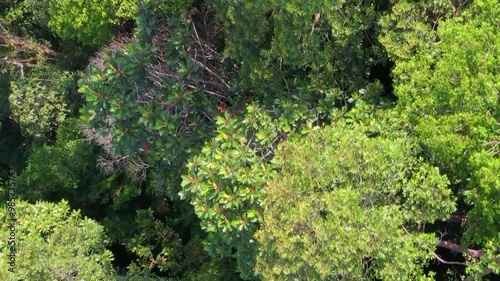 Vertical aerial view footage directly above lush rain forest trees at Malaysia. Untouched jungle, view of the tree tops. Habitat for wild animals and endangered animal species. Dense tropical forest.