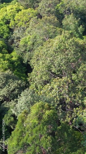 Vertical aerial view footage directly above lush rain forest trees at Malaysia. Untouched jungle, view of the tree tops. Habitat for wild animals and endangered animal species. Dense tropical forest.