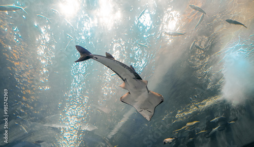fish in the water