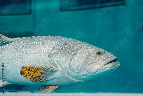 fish in aquarium