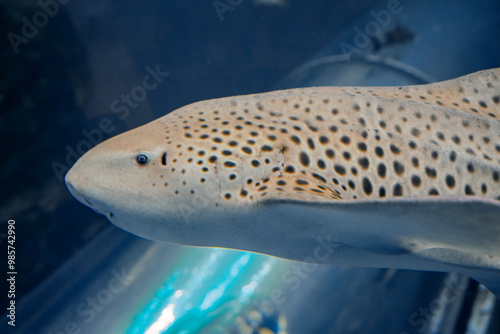 fish in aquarium