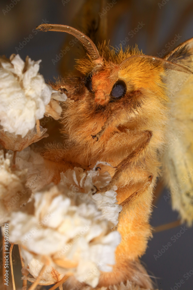 Naklejka premium Moth, Close up of a moth. Night butterfly 